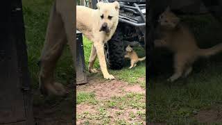 Az and kitten training