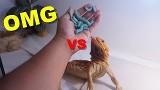 10 Hornworms VS 10 Bearded Dragons !!! Christmas Treat !!!