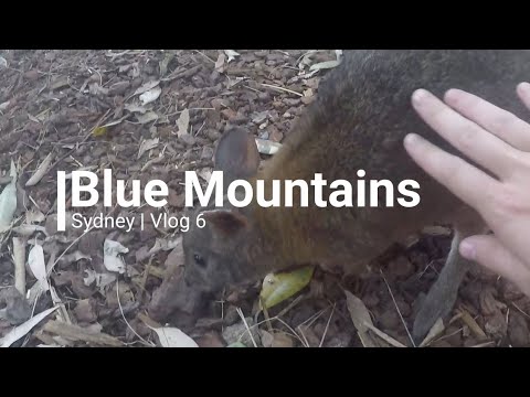 Blue Mountains & Featherdale Wildlife Park | SydVid 6