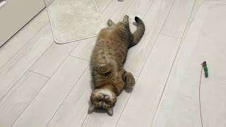 ついに猫を辞めた猫