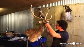Chital Stag Mount by Mountain Edge