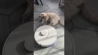 #cat #cute #hoover #robot  #robotvideo #fan #singer #cutecats