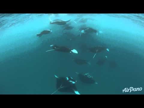 Underwater video with Manta rays, Maldives