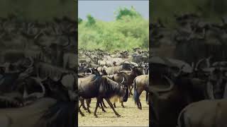 Wildebeest Migration Kenya, Africa. SUBSCRIBE