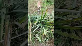 Linis time papalitan Ng ibang tanim.... Pineapple 🍍 to vegetables #shortvideos #youtubeshorts #fruit