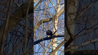 The Crow Relishing French Fries on Tree Branches #CleverCrow #NatureSnacks #EmyNature 🙏❤️