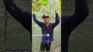 【果品日常分享】為甚麼種葡萄要套袋? #葡萄 #葡萄小哥 #套袋 #阿薰的日常