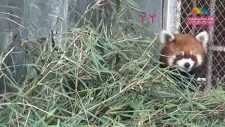 小貓熊從福州來到臺灣了！ Exchanged Red Pandas from Strait (Fuzhou) Giant Panda Research and Exchange Center