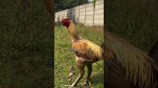 #aseelmurga #roosterfarm #chickentypes #topquality #toneagri #chicken #chickenbreeds