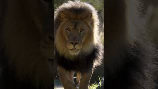 Slow Bo-tion Lion #shorts