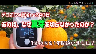 【1月下旬】デコポンの剪定で夏芽を切らなかった理由！／検査クリア、出荷します！