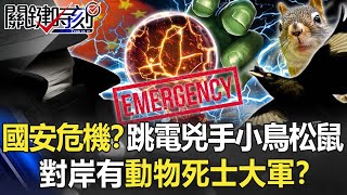 停電是國安危機？燕巢基隆跳電兇手是小鳥松鼠 對岸有動物死士大軍？【關鍵時刻】20220316-3 劉寶傑 黃暐瀚