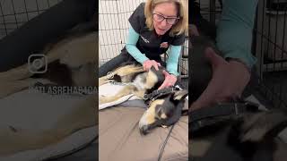 Manual Physiotherapy for Canines