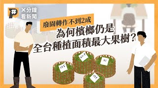 嚼食人口減少、產值下降 為何檳榔仍是全台種植面積最大果樹？｜公視P# 新聞實驗室