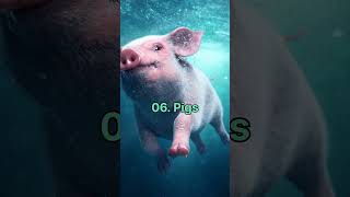 Top 10 Most lntelligent Animals In The World || Smartest Animals || #besttop10 #shortsvideo #viral