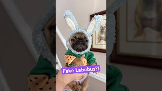 Labubu or Lafufu? (The last ones are the SECRET!) #dog #puppy #cuteanimal #funny #dogs #puppies