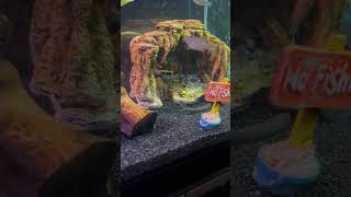 #communityfishtank #tankLife