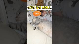 자는데 왜 때려? #고양이 #웃긴영상 #웃긴짤