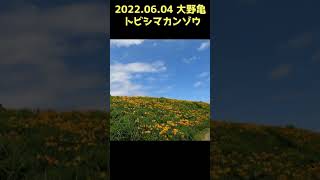 #Shorts 20220604 大野亀 トビシマカンゾウ