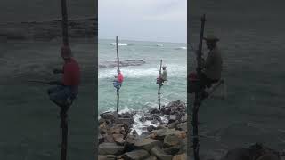 #Stiltfishermans#mirissabeach #fishing #downsouth #beach