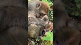 AWW MONKEY | Have Fun With Aww Monkeys