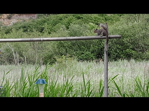 Squirrel antics at King's Dyke Nature Reserve
