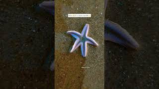 #ytshorts  #sea #deepsea #trendingnow #travel #reels #beach #marinelife #digha #puri #maldives