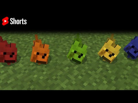 How to dye a wolf in Minecraft