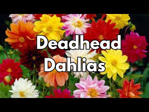 How To Deadhead Dahlias For More Flowers