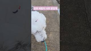 엄무 바람 너무 부는데?집에 가자개🐶 #vlog #강아지 #시골살이브이로그 #puppy #dog #올드잉글리쉬쉽독