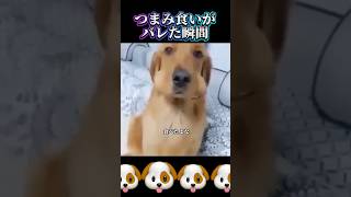 【可愛いなぁ】#dog #犬 #犬のいる暮らし #shorts #可愛い #いたずら