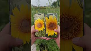 OPhone and iPhone photo taking real-time comparison, would you use Android or Apple for taking