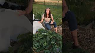 Success with Insect Netting! Protecting Kale and Cabbage Plants