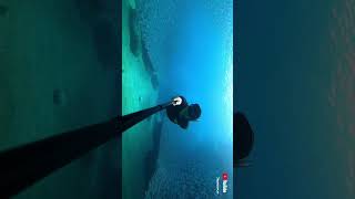 墾丁自由潛水也有玻璃海加沙丁魚風暴Freediving