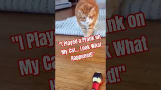 "Cats are disturbed, their reactions will make you laugh!" #CatReaction  #FunnyCats #ViralCats