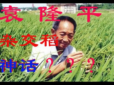 袁隆平的神话，超级杂交稻真的养活了中国人，让13亿中国人吃饱了？真相不是这样！
