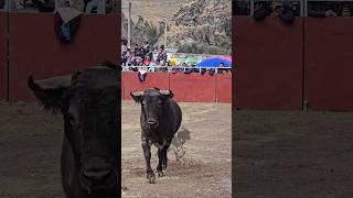"¡Torero valiente en Sacsamarca! 🐂 Tradición y fe en cada pase" #Sacsamarca #Torero #huancavelica
