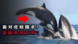 为何虎鲸敢猎杀蓝鲸？面对虎鲸群的攻击，蓝鲸有何应对之策？为