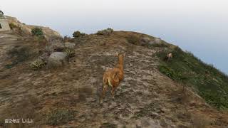 【GTA5】美洲狮猎鹿不成遭反杀