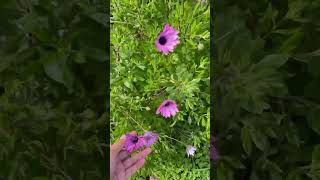Flowers in Australia🌸🌸#australia #studentlife #telugu #telugufacts #flowers #hyderabad