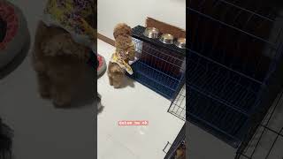 Hindi na makapaghintay #happydogs #pets #happypets