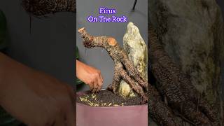 Ficus Tree Bonsai on Rock Very Cool