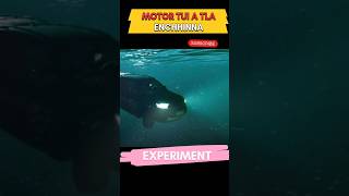 Motor tui tla enchhinna (Like, share, subscribe please)#experiment #realfacts