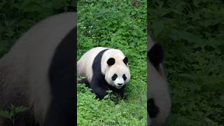 “秦岭颜王”小八仔四岁了，体重已经120公斤。继承了爸爸七仔的短嘴筒子和妈妈正正的神仙颜值，未来可期！