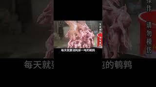 眼鏡蛇飼養，你敢試？看這支紀錄片，驚心動魄！ #科學實驗 #科學試驗 #格蘭特 #亞當 #傑米