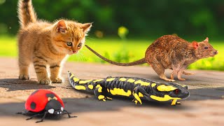 고양이가 좋아하는 영상・도마뱀 🦎, 쥐 🐭, 비둘기 🕊️, 메뚜기 🦗 잡기・3D game for cats・고양이가 좋아하는 영상 6시간