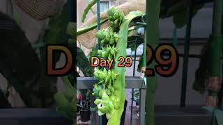 Day 29-Six 🐉dragon fruits on one branch #vlog #shorts😊😍😍