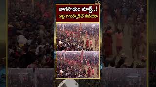 Naga sadhus march in Kumbh Mela | Kumbh 2025 | Prayagraj Kumbh Mela   | News18 Telugu