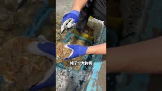 #原产地生蚝 #生蚝 #乳山生蚝