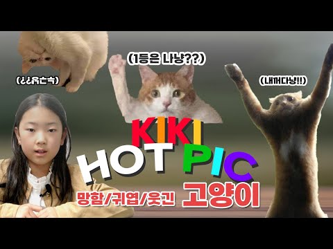 ✨키키짤픽 - 😹고양이 짤 월드컵! “이 고양이 너무 망했...ㅋㅋ”